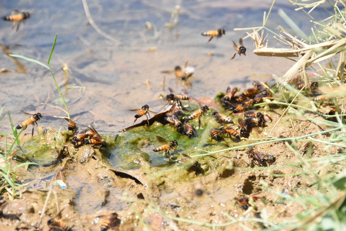 Warum Vielfalt zählt – Die Bedrohung der asiatischen Honigbienen